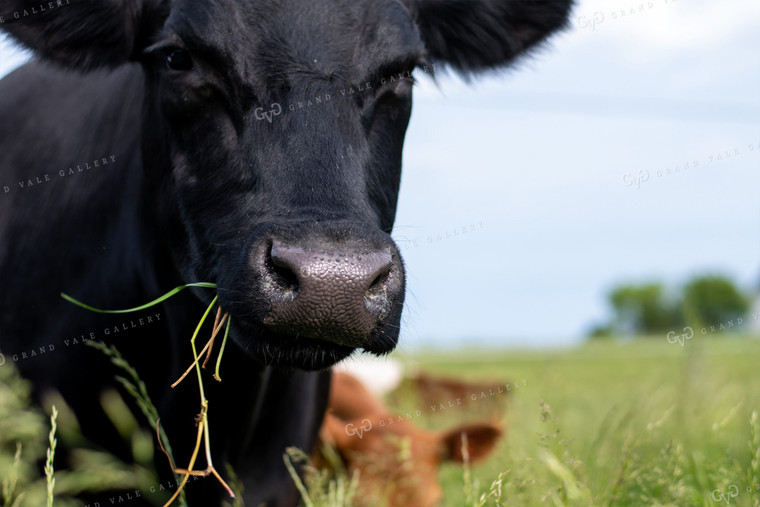 Cow in Grassy Pasture 50098