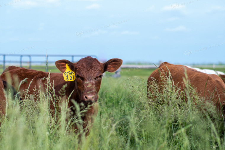 Calves in Grassy Pasture 50099