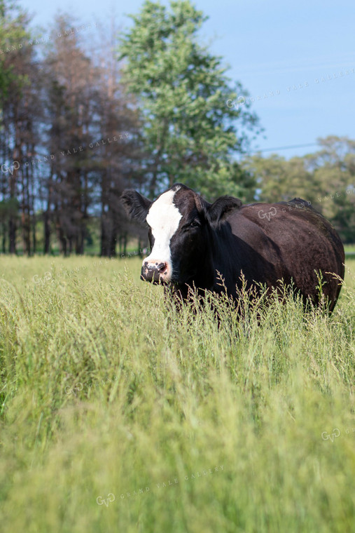 Cow in Grassy Pasture 50101