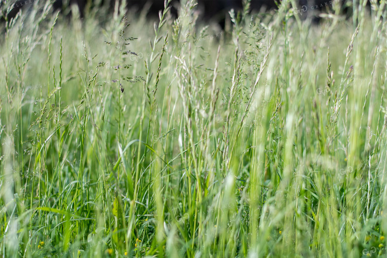 Pasture Grass Close Up 50103