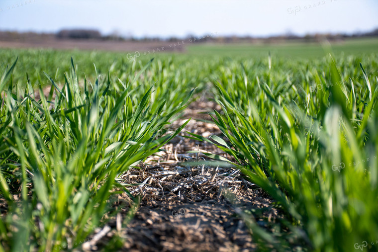 Green Wheat Field 50115