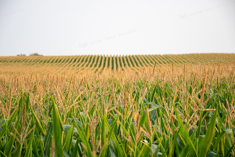 Rows of Corn Tassels 50123