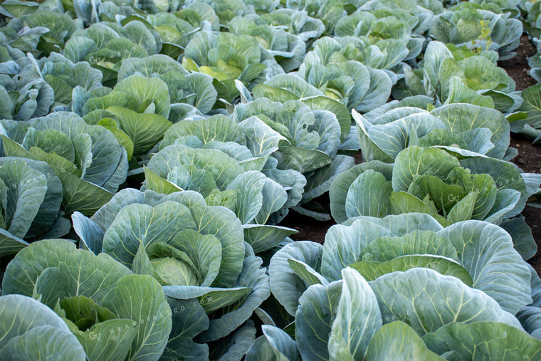 Cabbage Field 50165