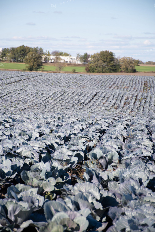 Cabbage Field 50185