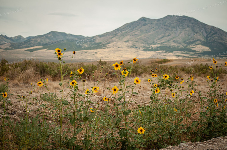 Southwestern Rural Landscape 59015