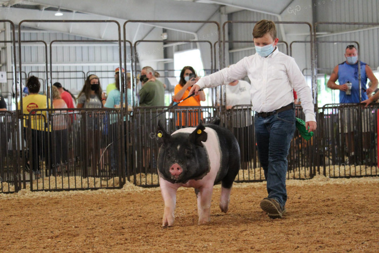 4H Pig Show with Masks 52044