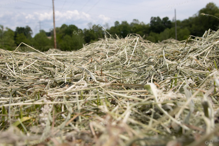 Dried Hay in Field 52163