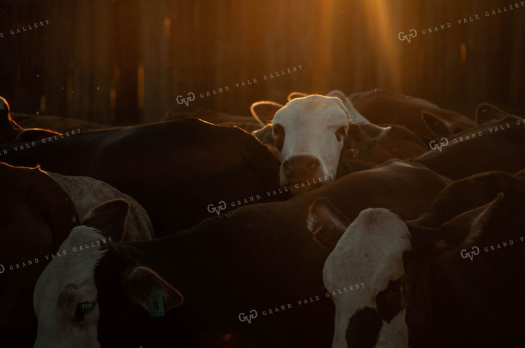 Cattle in Pen at Sunrise 59031