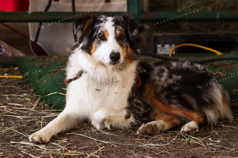 Dog at Fair 52241