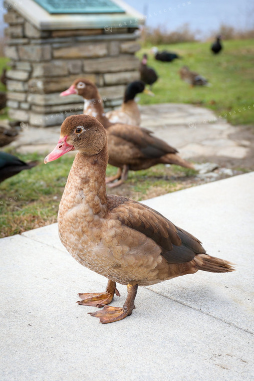 Ducks 52264