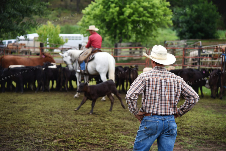 Sorting Cattle on Horseback 69006