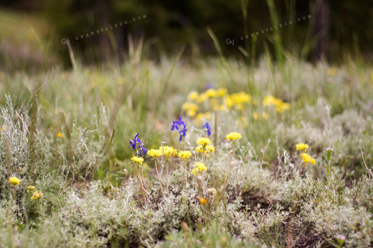 Pasture Wildflowers 69012