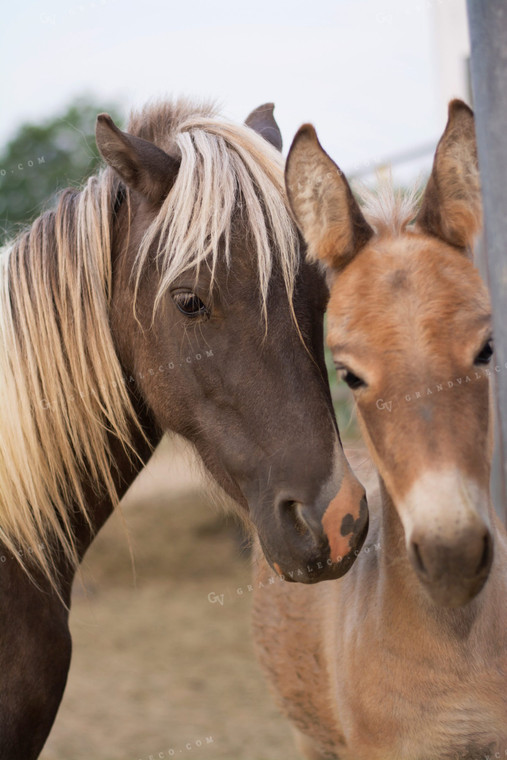 Ranch Horses 69020