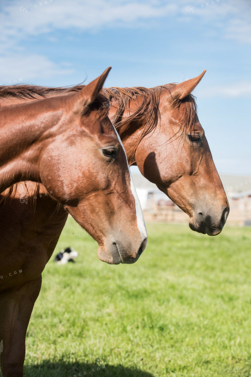 Ranch Horses 69029