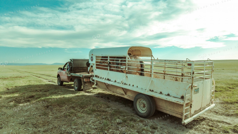 Pickup Truck and Horse Trailer 58027