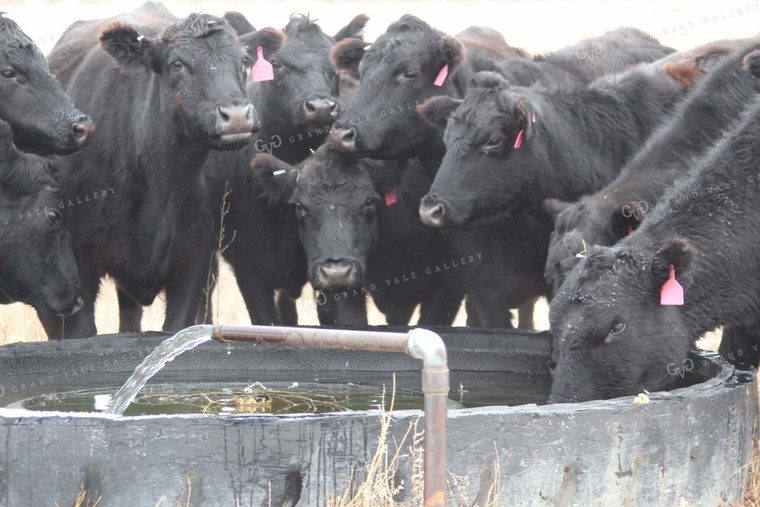 Angus Cattle Drinking Out of Water Tank 63000