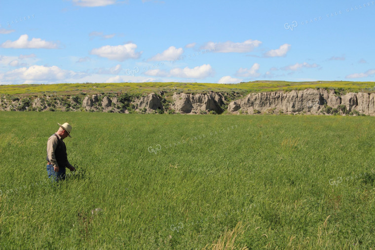 Rancher in Pasture 63001