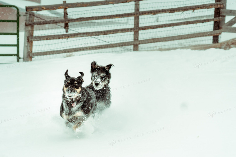 Dogs Playing in Snow 58055
