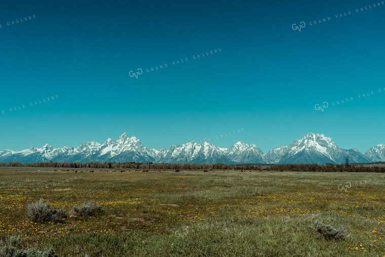 Pasture with Mountains 58064