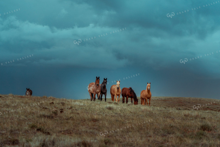 Horses with Stormy Sky 58072