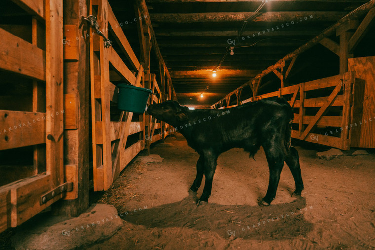 Bucket Calf in Barn 58145