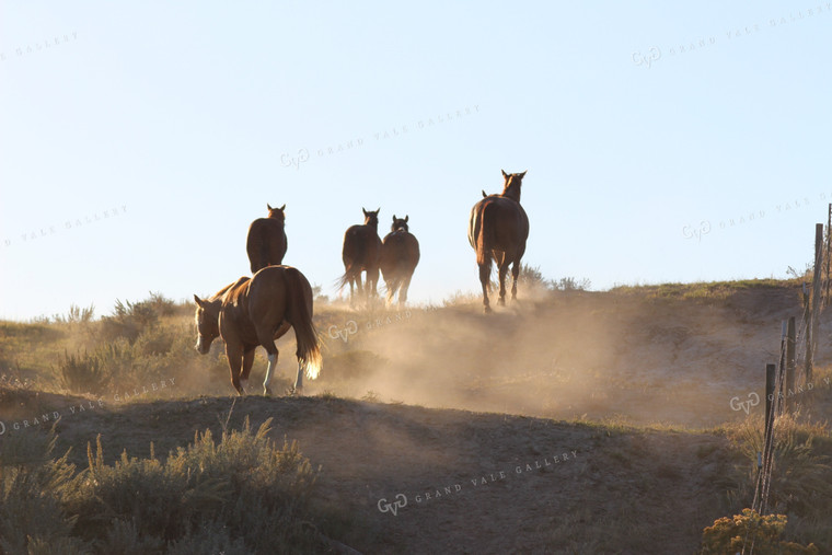 Horses Kicking Up Dust 63009