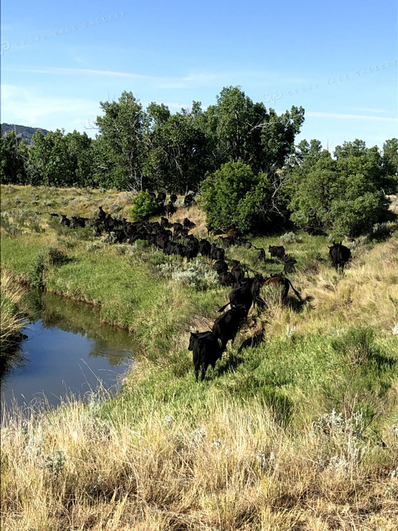 Angus Cattle Near Creek 63010