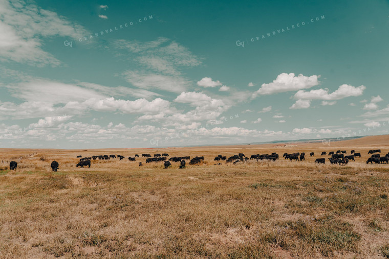 Cattle on Pasture 58186