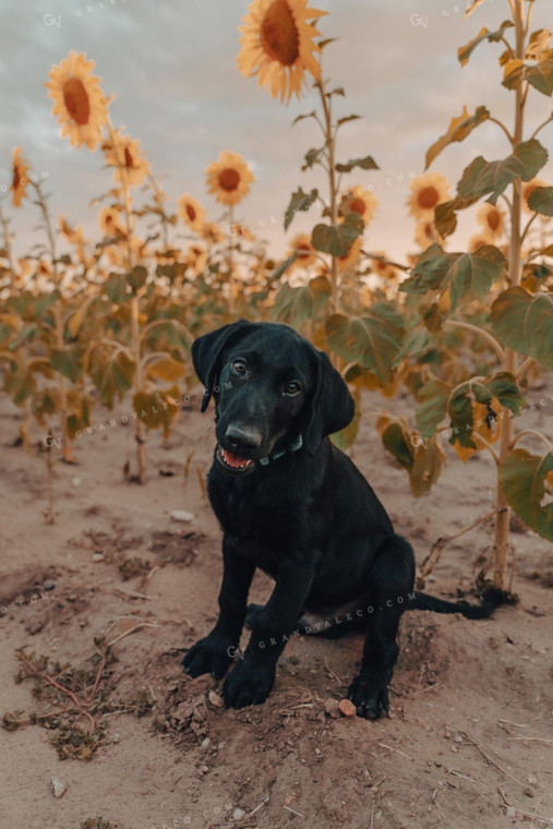 Ranch Dog in Sunflower Field 58190