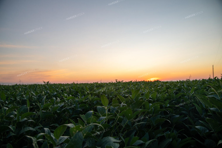 Sunrise Over Soybean Field 25005