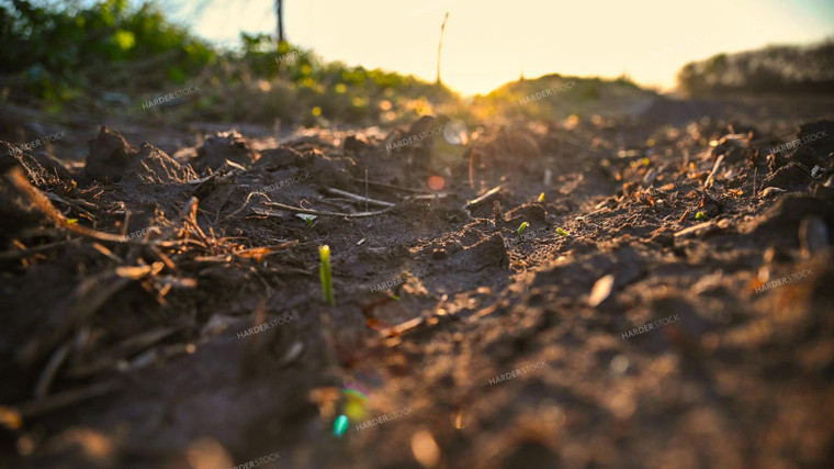 Corn Seedling at Sunrise 25017