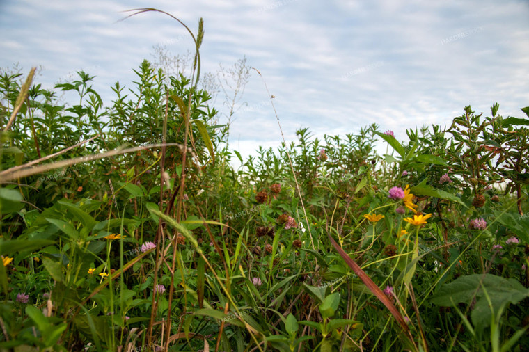 Wildflowers on CRP Land 25048