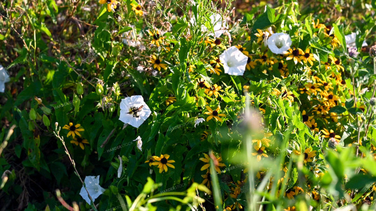 Bee Collecting Pollen from Wildflowers on CRP Land 25056