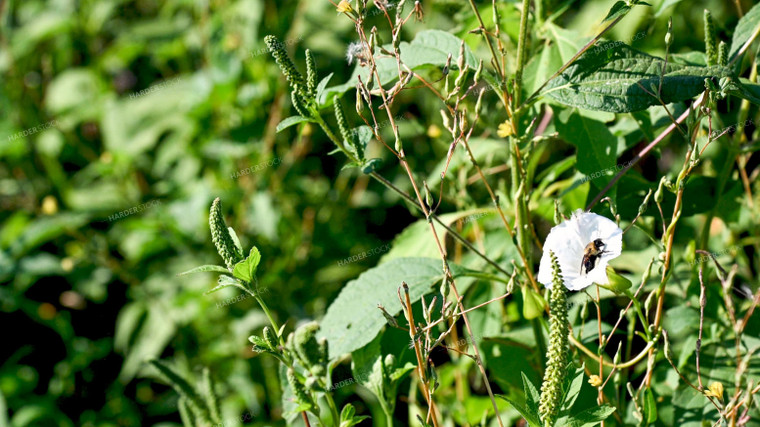 Bee Collecting Pollen from Wildflowers on CRP Land 25057