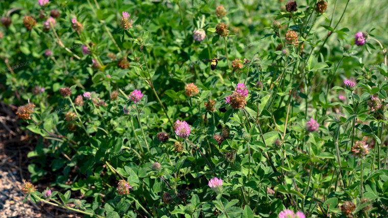 Bee Collecting Pollen from Wildflowers on CRP Land 25063