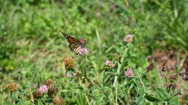 Butterfly Collecting Nectar and Pollen from Wildflowers on CRP Land 25069
