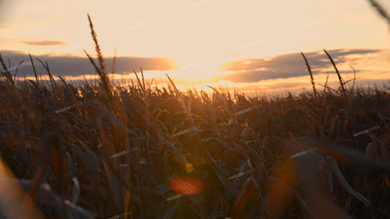 Sunset Over Dry Corn Field 25079