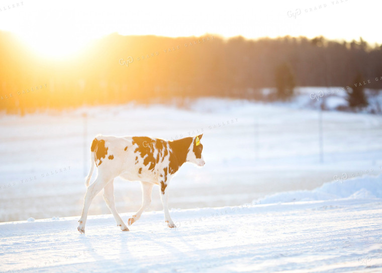 Holstein Calf 55008