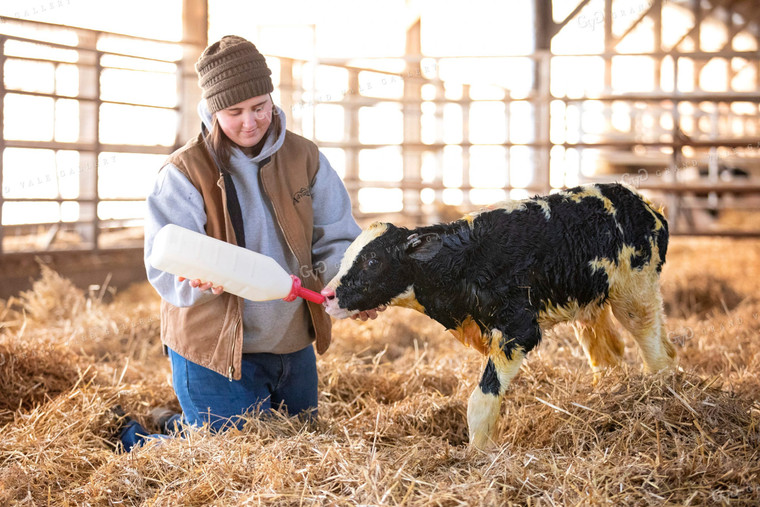 Farmer Feeding Newborn Holstein Calf 55009