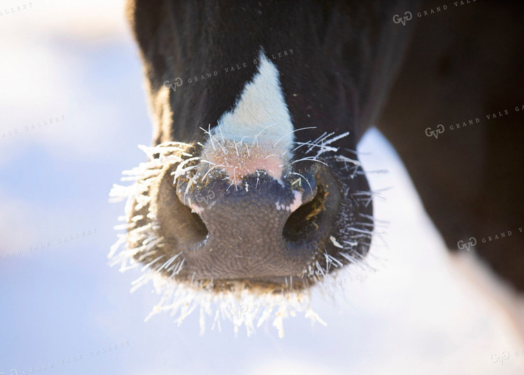 Holstein Cow Frosty Nose 55015