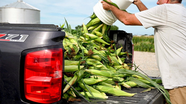 Picking Sweer Corn 25257