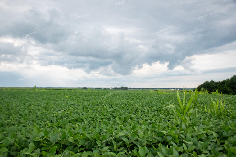 Storm Over a Soybean Field 25279