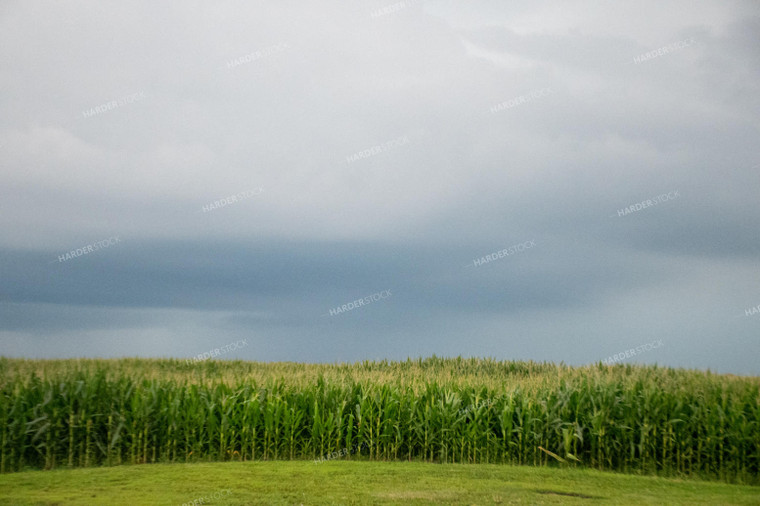 Storm Over a Corn Field 25282