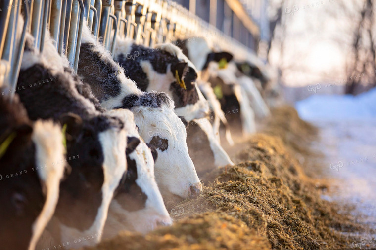 Holstein Heifers Eating at Feedbunk 55020