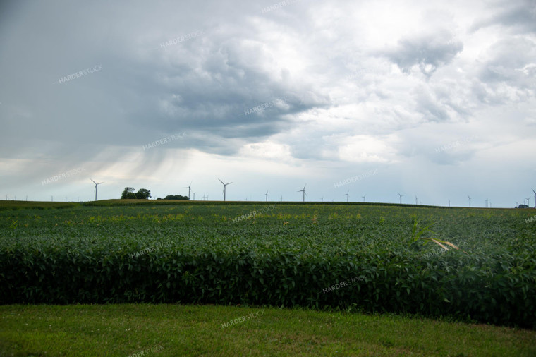 Storm Over a Soybean Field 25287