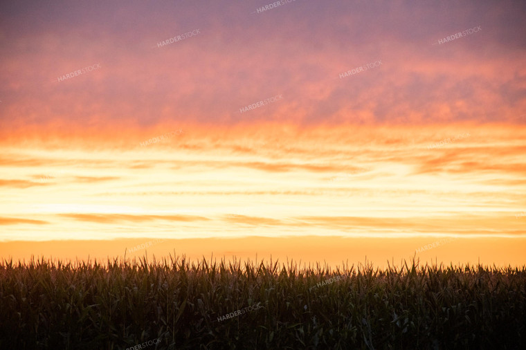Sunset Over a Corn Field 25289