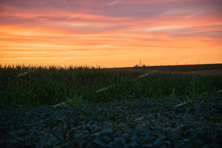 Sunset Over a Corn Field 25290