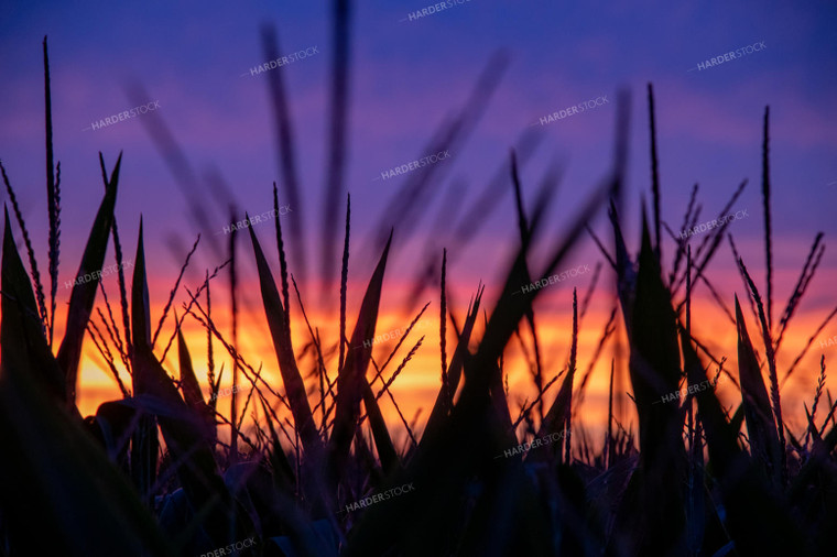 Sunset Over Corn Tassels 25291