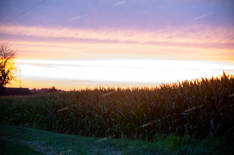 Sunset Over a Corn Field 25292