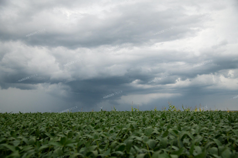 Storm Over a Soybean Field 25297